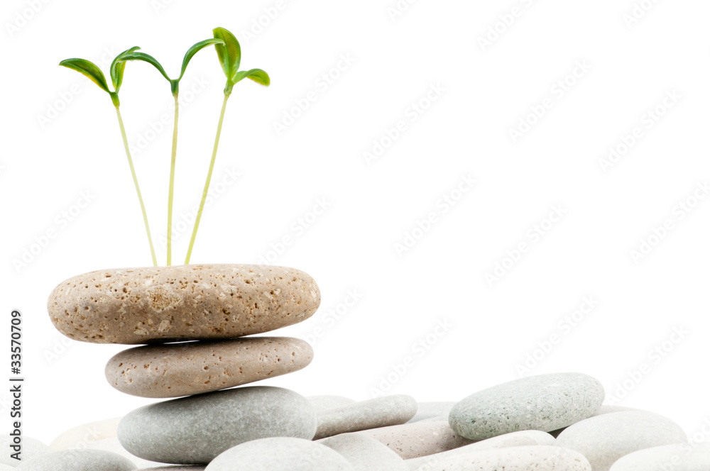 Pebbles and seedlings - alternative medicine concept