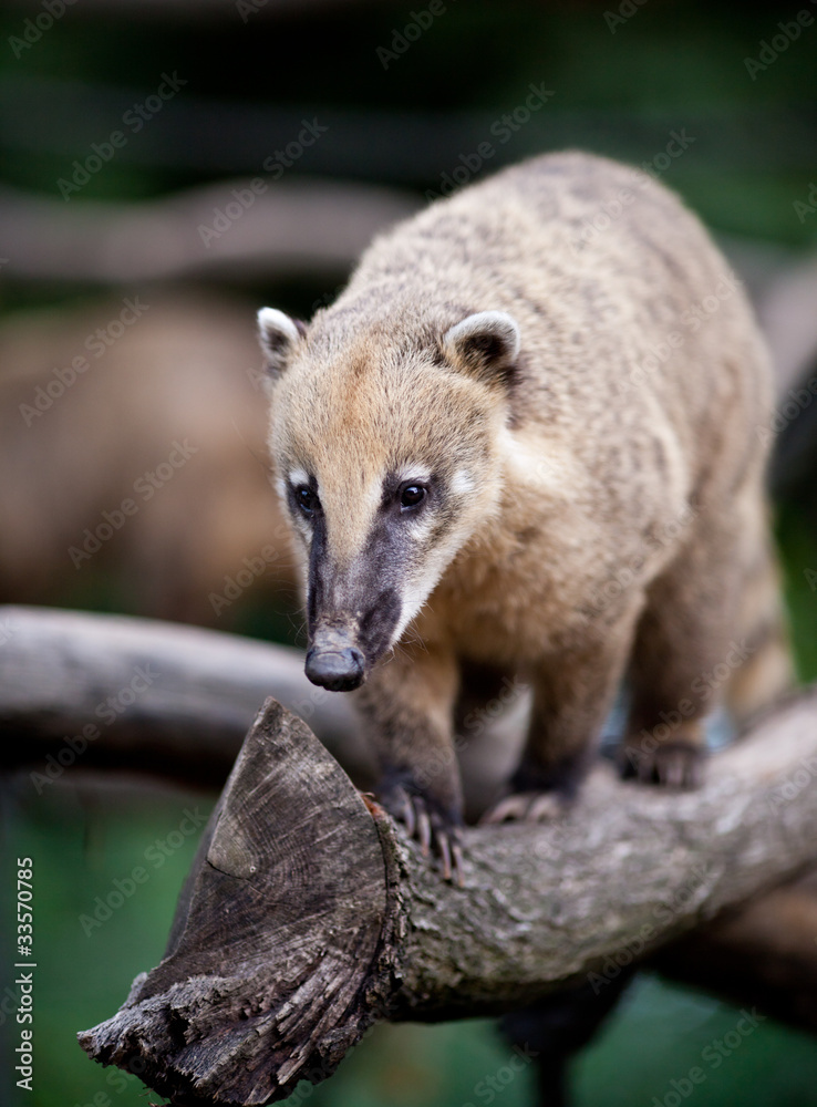 Fototapeta premium portrait of a very cute White-nosed Coati