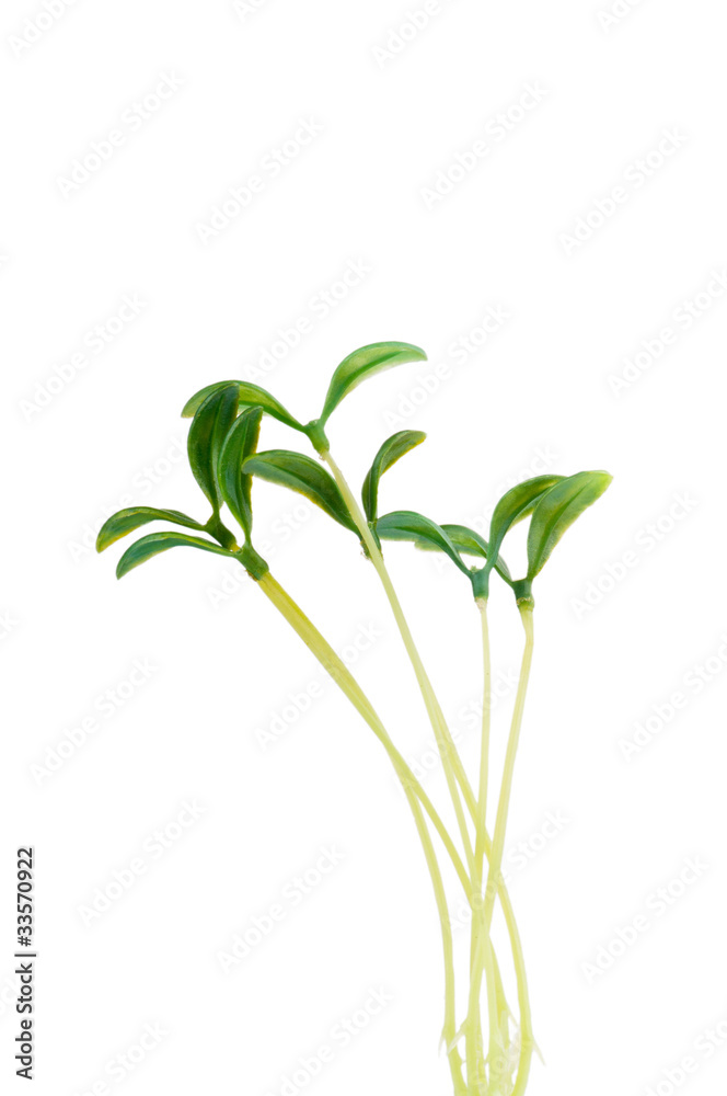 Fototapeta premium Nature concept - Seedlings on white