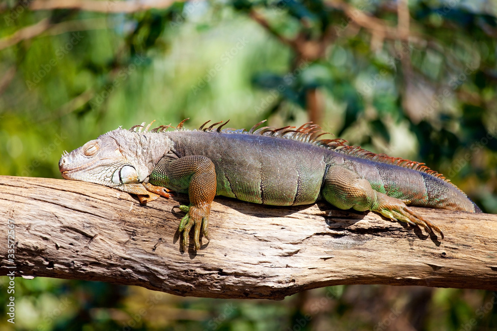 iguana reptile sleeping on the tree iguana reptile sleeping on the tree