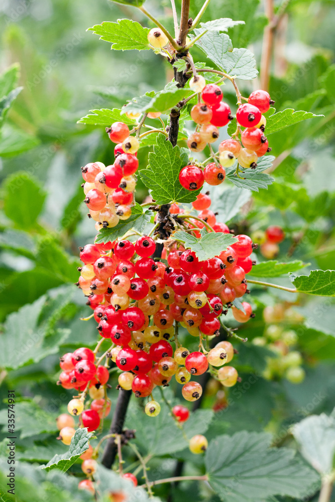 Red unripe currant on bush Red unripe currant on bush