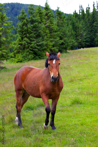 brown foal in the mountain © Andrew Mayovskyy