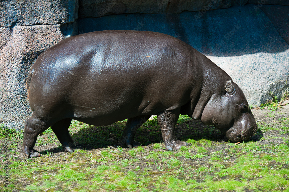 hippo hippo