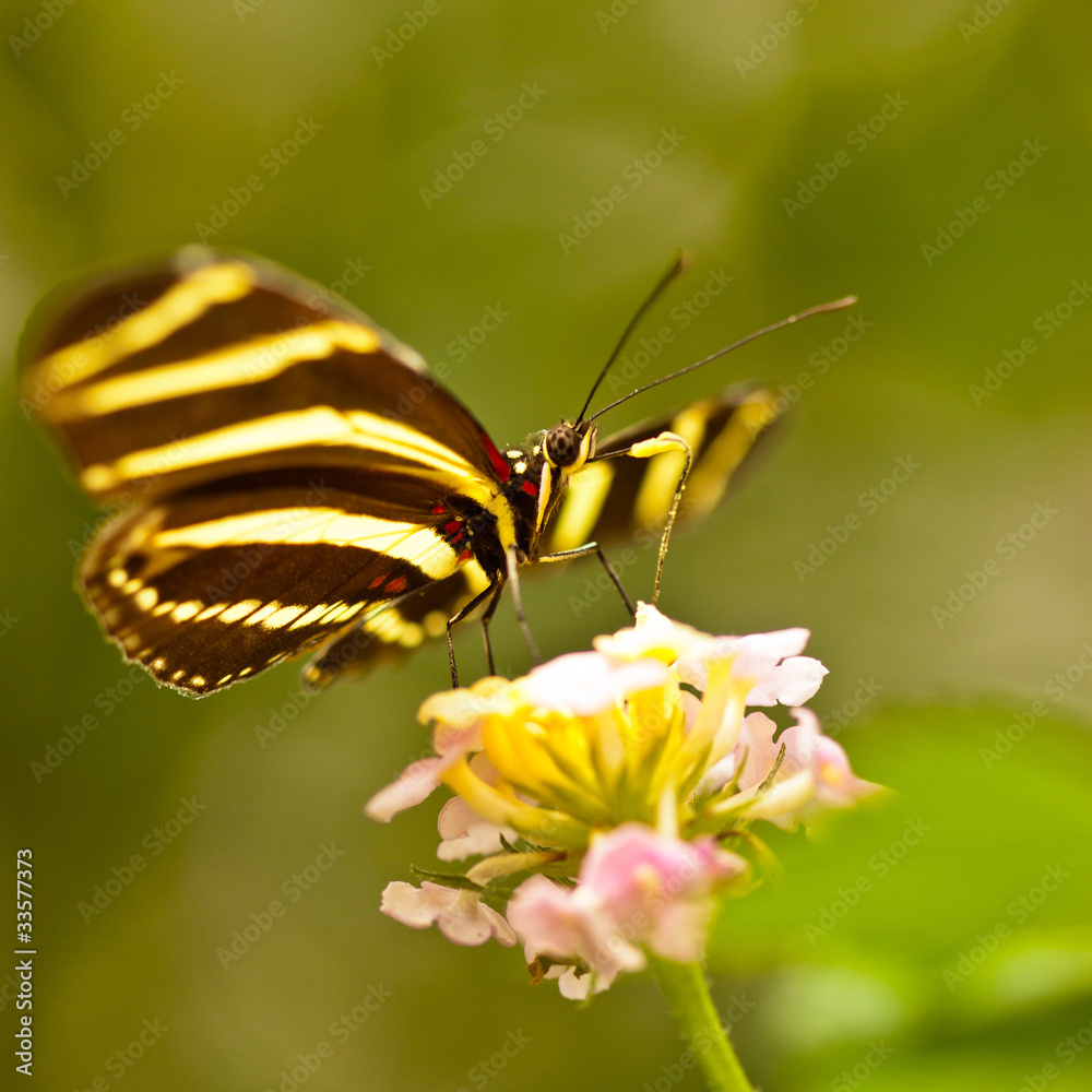 Fototapeta premium Zebrafalter (Heliconius charithonia)