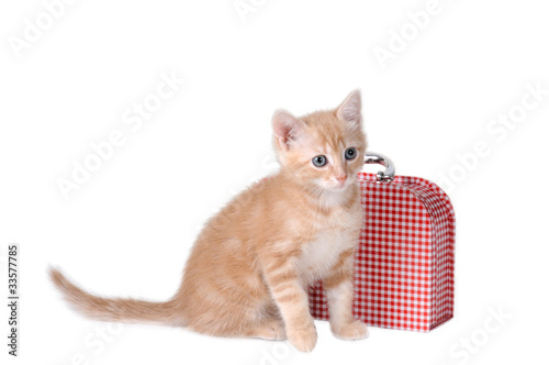 Gattino e valigetta