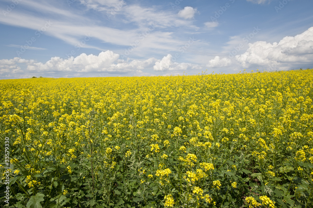 Ecological rape field landscape in Poland