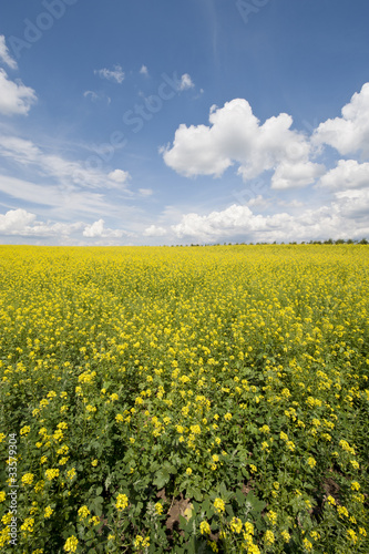 Ecological rape landscape in Poland