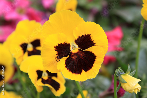 image of three color pansy flowers