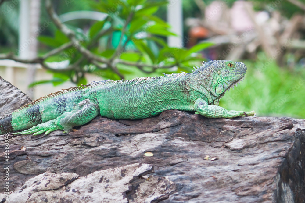 Fototapeta premium green iguana on wood