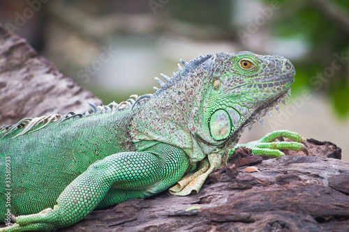 green iguana on wood