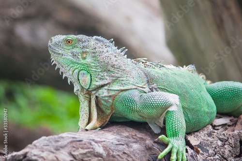 green iguana on wood