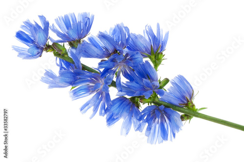 Fantastic wild blue cornflower © Aleksandr Volkov