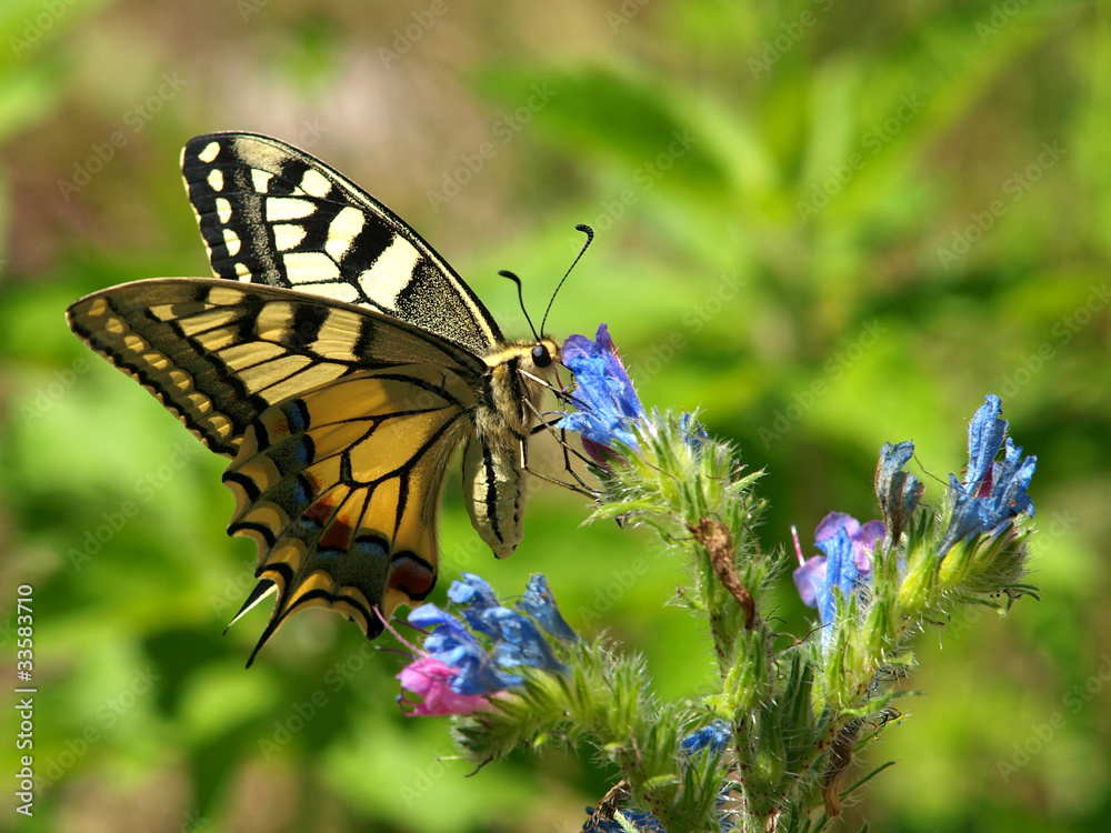 Naklejka premium butterfly