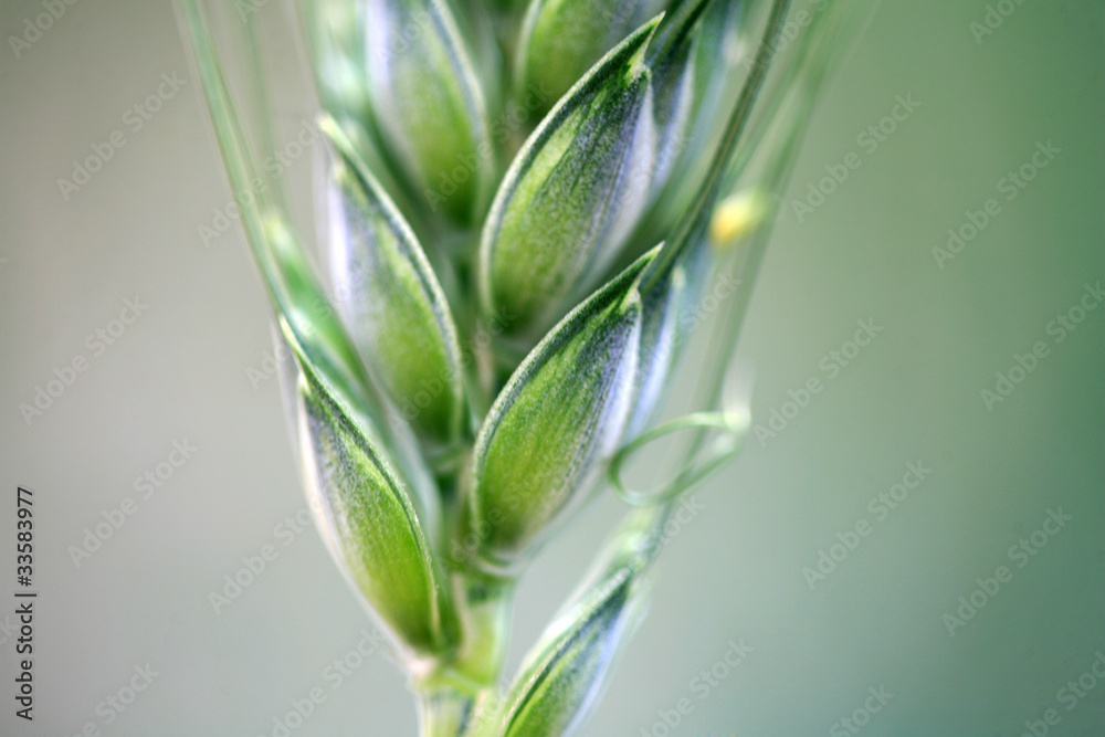 Obraz premium green wheat