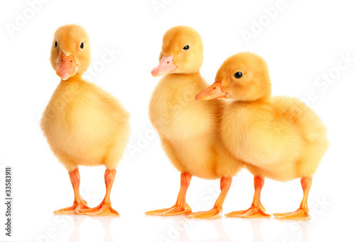 little yellow ducklings isolated on white