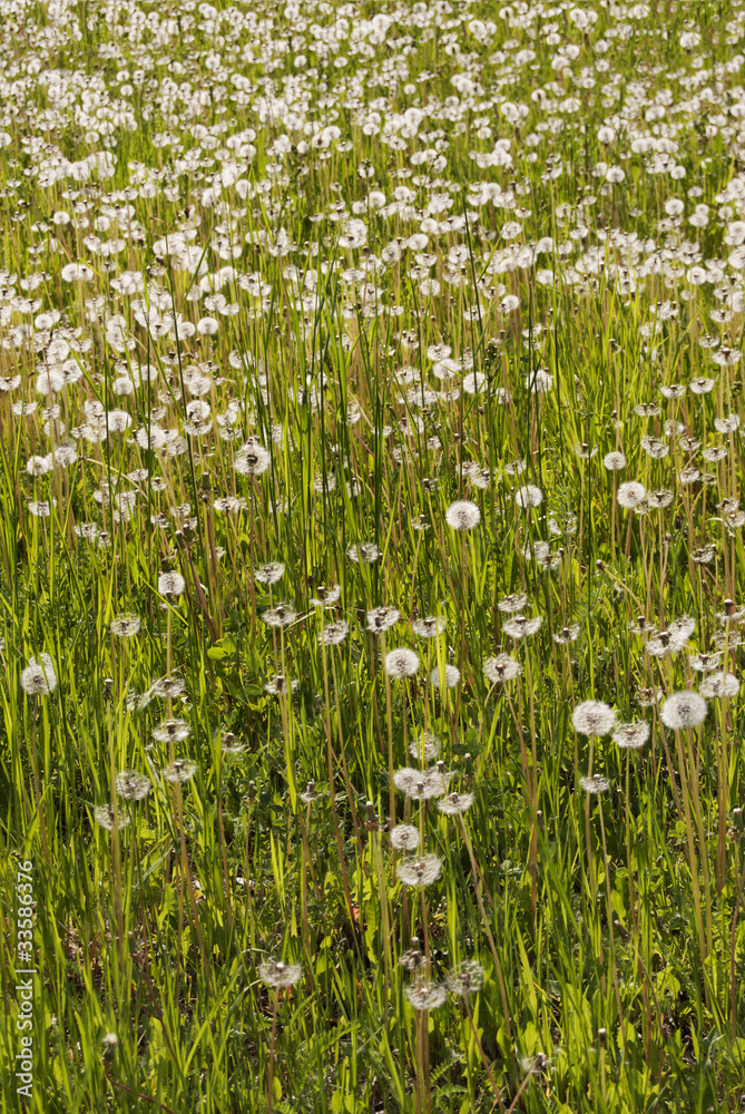 dandelion