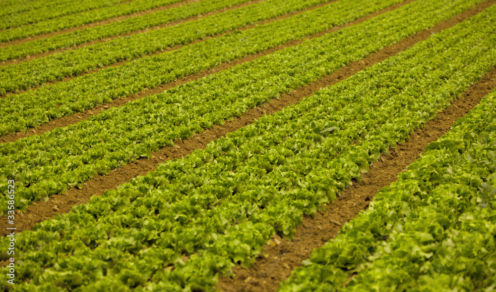 Feld mit Salat