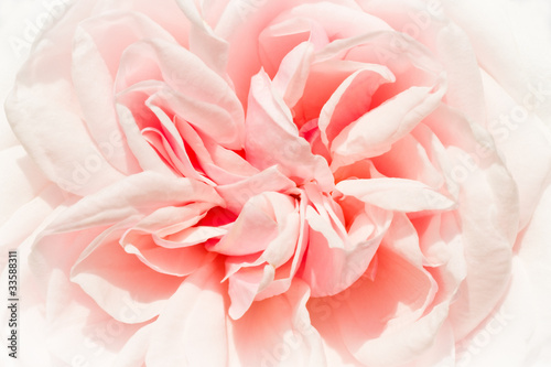 Historic rose - Souvenir de la Malmaison © Colette