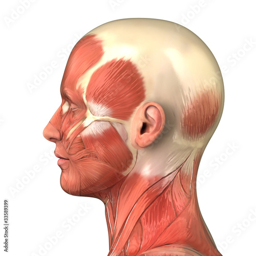 Head muscular system  anatomy right lateral view photo