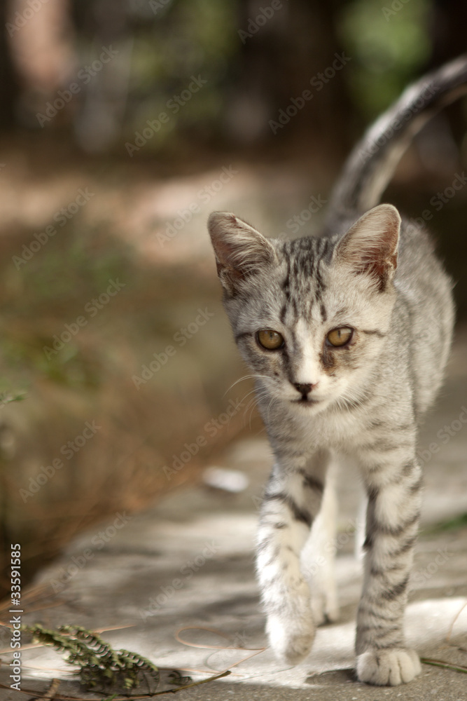 little fluffy kitten funny watching with interest somewhere little fluffy kitten funny watching with interest somewhere