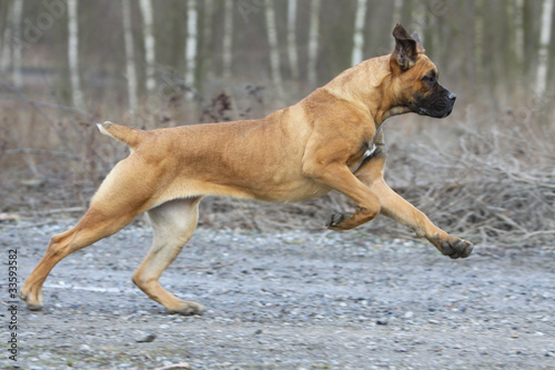 beautiful attitude of the italian corso dog running