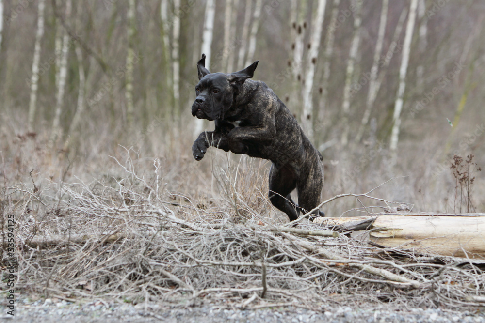 cane corso bondissant i italian corso dog jumping