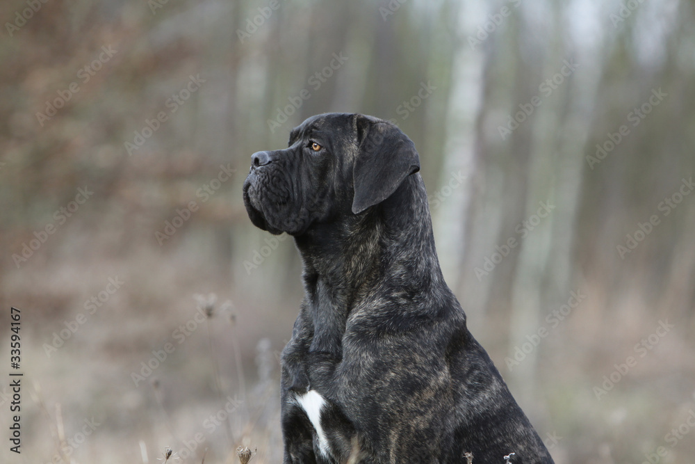 portrait de profil du cane corso