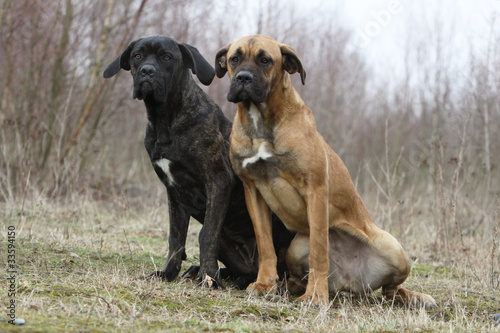 two italian corso dog together outside