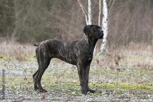 chien de cour italien dans le bois l'hiver © Dogs