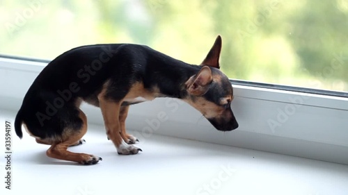 Miniature Pinscher looks out the window