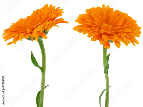 Schilderij op canvas flower of calendula