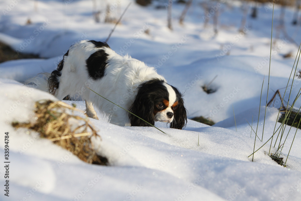 chien creusant dans la neige - king Charles chien creusant dans la neige - king Charles