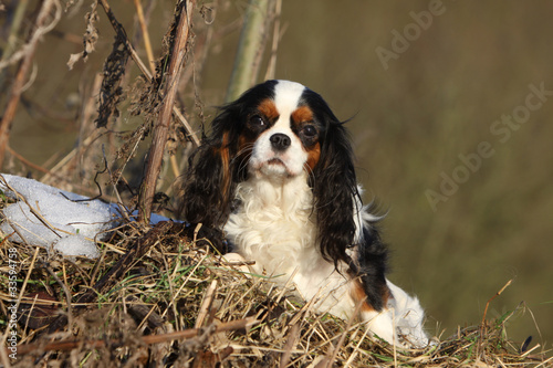 cavalier king Charles on the grass photo