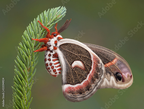 Cecropia moth on pine