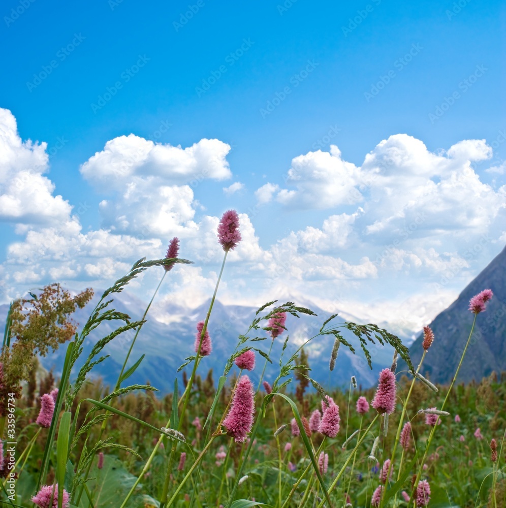 flowers on a mountain pasture