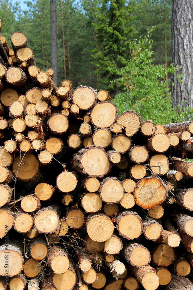 Cut Wooden Logs Stacked in Forest for Pulp or Energy Cut Wooden Logs Stacked in Forest for Pulp or Energy