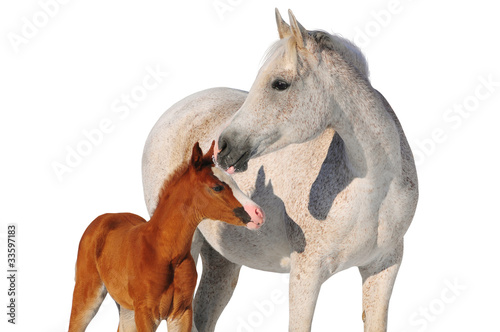 Vászonkép arab mare and foal isolated on white