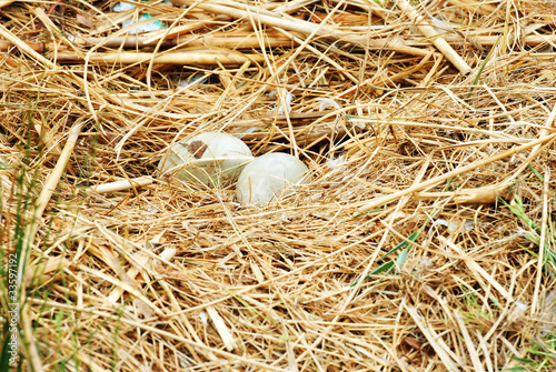 hatching swan egg