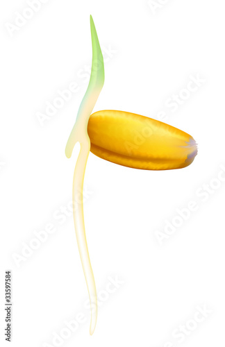 Wheat germ