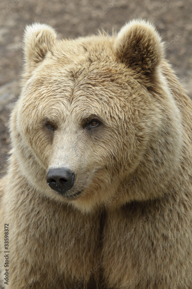 Female brown bear Female brown bear