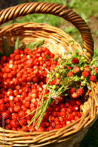 Bouquet of wild strawberries in a wicker basket