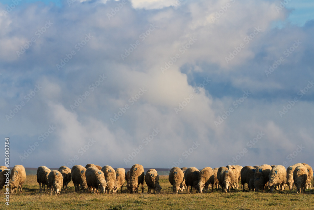 Obraz premium flock of sheep