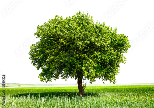Isolated tree on green meadow