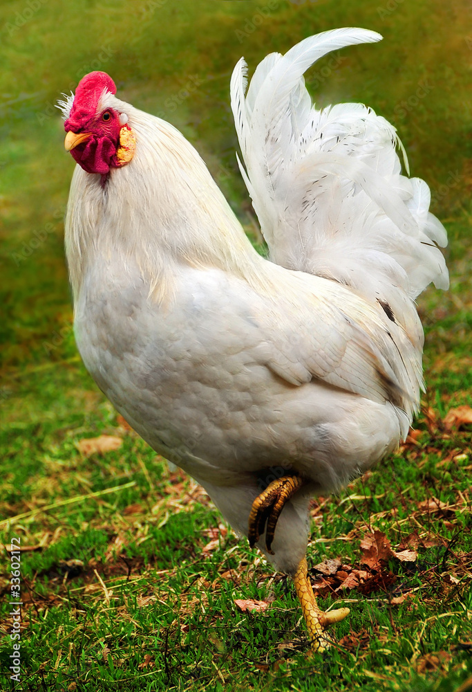 Fototapeta premium Beautiful white rooster on the green grass