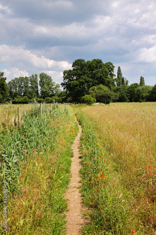 Footpath through an English Meadow with poppies