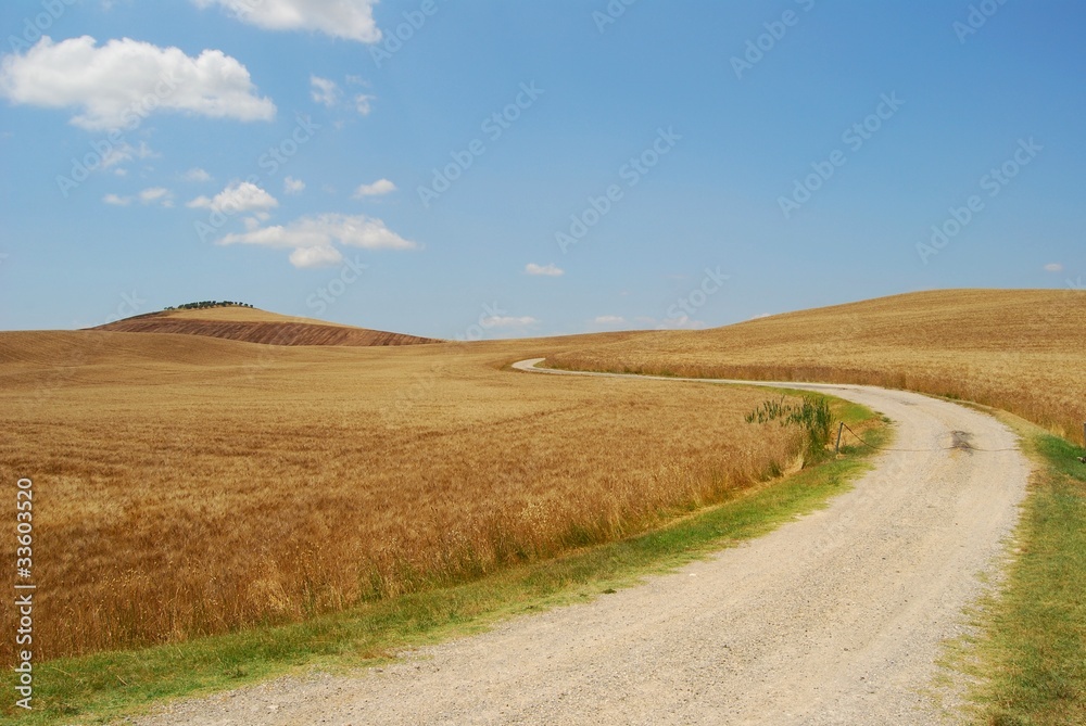 crete senesi - campi di grano con sentiero