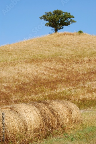 crete senesi - rotoballe photo