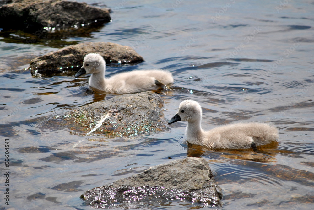 Twin Baby Mute Swans Twin Baby Mute Swans