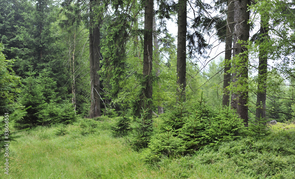 Fototapeta premium Green forest in mountains