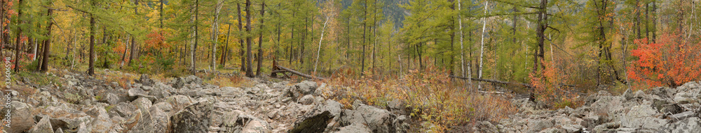 coniferous forest, panorama, prospect coniferous forest, panorama, prospect